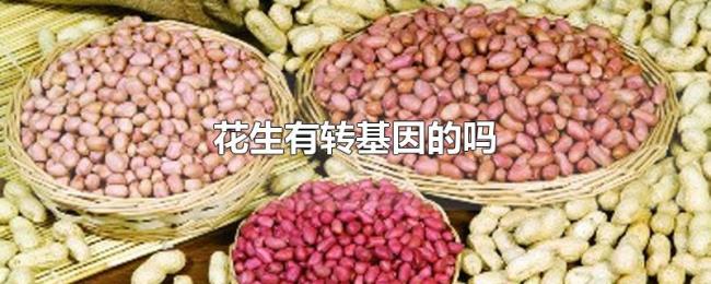 花生有转基因的吗 花生有转基因的吗