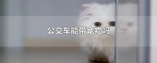 公交车能带宠物吗