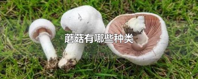 蘑菇有哪些种类