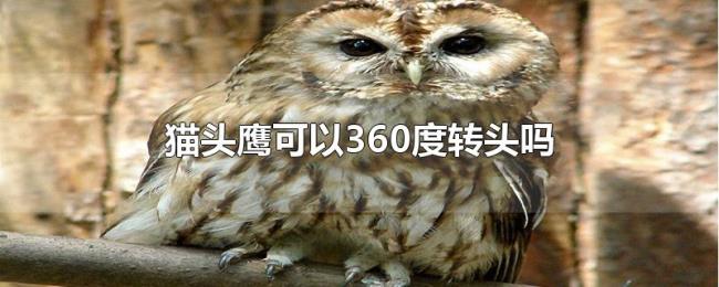 猫头鹰可以360度转头吗 猫头鹰可以360度转头吗