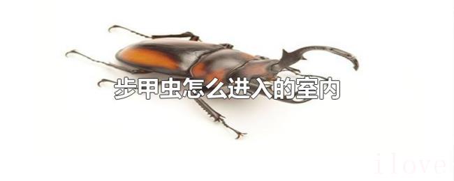 步甲虫怎么进入的室内