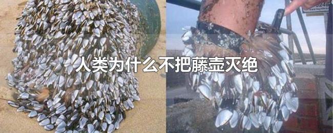 人类为什么不把藤壶灭绝 人类为什么不把藤壶灭绝