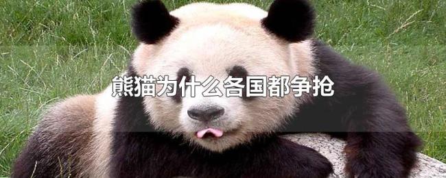 熊猫为什么各国都争抢 熊猫为什么各国都争抢