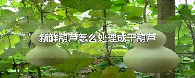 新鲜葫芦怎么处理成干葫芦