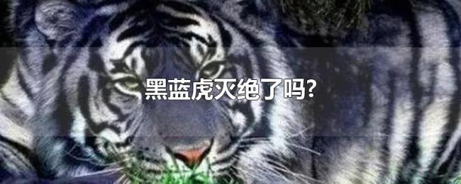 黑蓝虎灭绝了吗? 黑蓝虎灭绝了吗?