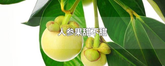 人参果甜不甜