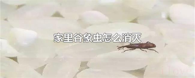 家里谷象虫怎么消灭 家里谷象虫怎么消灭