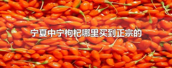 宁夏中宁枸杞哪里买到正宗的