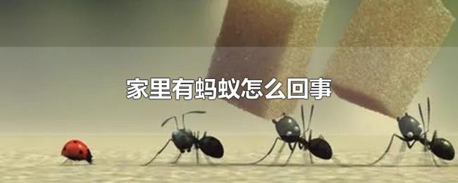 家里有蚂蚁怎么回事