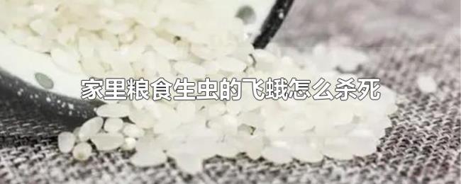 家里粮食生虫的飞蛾怎么杀死