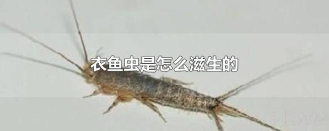 衣鱼虫是怎么滋生的