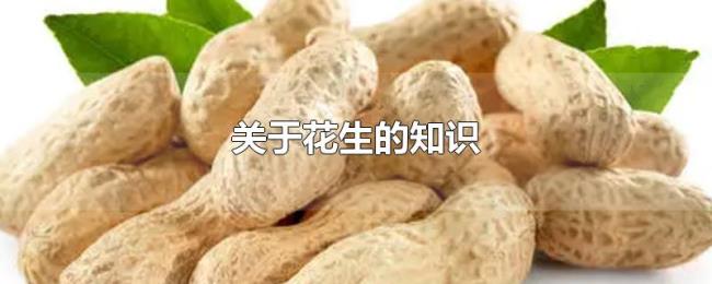 关于花生的知识 关于花生的知识
