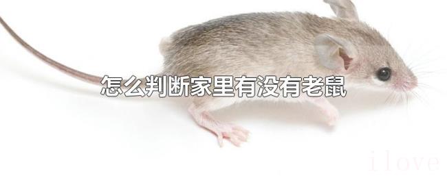 怎么判断家里有没有老鼠