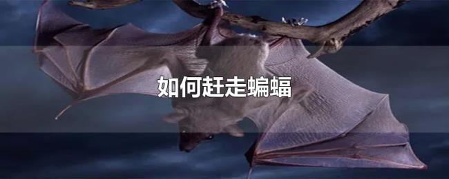 如何赶走蝙蝠