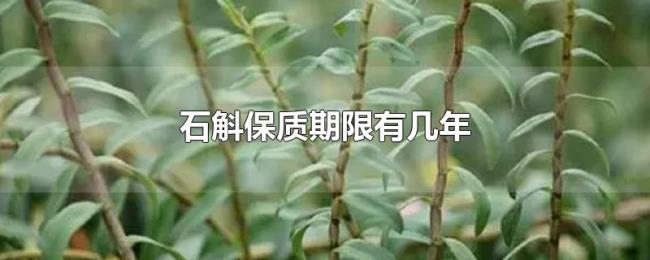 石斛保质期限有几年 石斛保质期限有几年