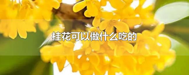 桂花可以做什么吃的 桂花可以做什么吃的