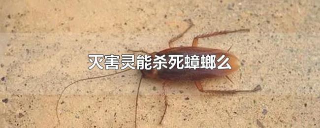 灭害灵能杀死蟑螂么