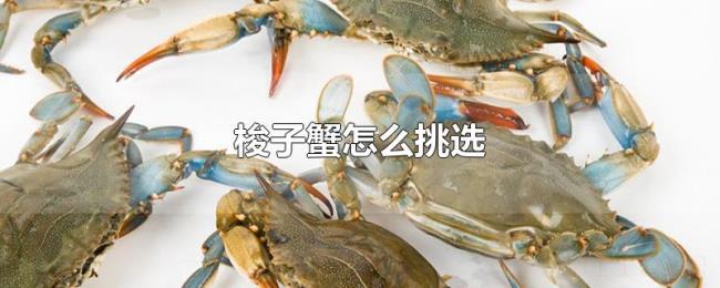 梭子蟹怎么挑选