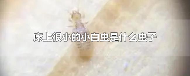 床上很小的小白虫是什么虫子