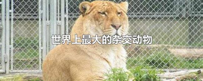 世界上最大的杂交动物 世界上最大的杂交动物