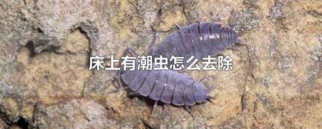 床上有潮虫怎么去除 床上有潮虫怎么去除