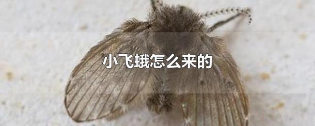 小飞蛾怎么来的 小飞蛾怎么来的