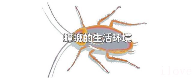 蟑螂的生活环境