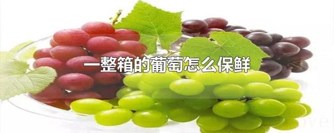 一整箱的葡萄怎么保鲜