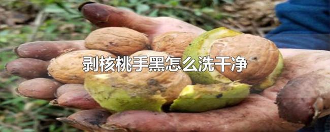 剥核桃手黑怎么洗干净