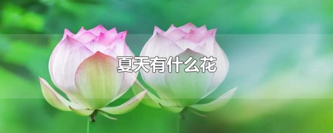 夏天有什么花
