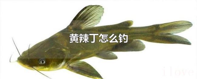 黄辣丁怎么钓 黄辣丁怎么钓