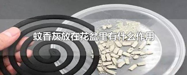 蚊香灰放在花盆里有什么作用 蚊香灰放在花盆里有什么作用