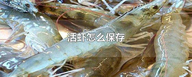活虾怎么保存 活虾怎么保存