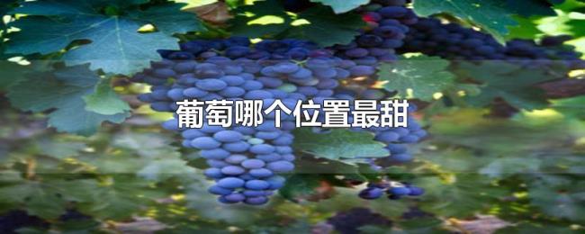 葡萄哪个位置最甜 葡萄哪个位置最甜