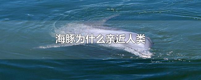 海豚为什么亲近人类 海豚为什么亲近人类