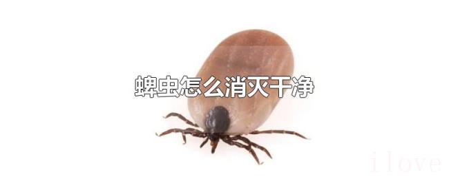 蜱虫怎么消灭干净