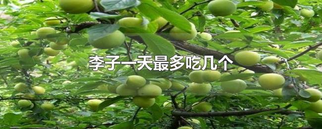 李子一天最多吃几个 李子一天最多吃几个