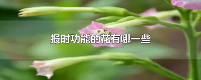 报时功能的花有哪一些 报时功能的花有哪一些