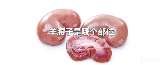 羊腰子是哪个部位 羊腰子是哪个部位