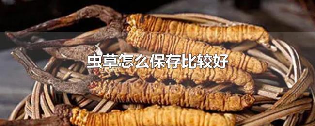 虫草怎么保存比较好 虫草怎么保存比较好