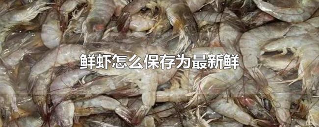 鲜虾怎么保存为最新鲜