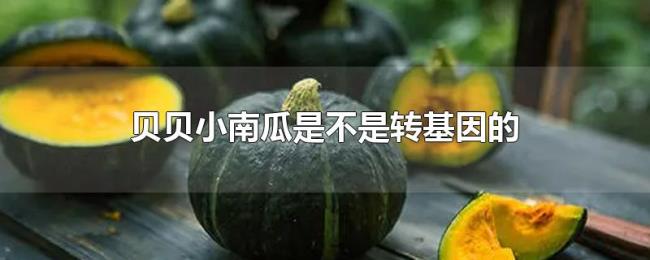 贝贝小南瓜是不是转基因的