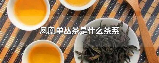 凤凰单丛茶是什么茶系 凤凰单丛茶是什么茶系