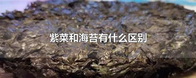紫菜和海苔有什么区别
