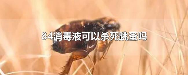 84消毒液可以杀死跳蚤吗
