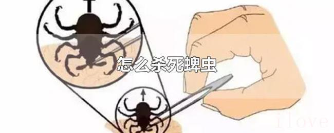 怎么杀死蜱虫 怎么杀死蜱虫