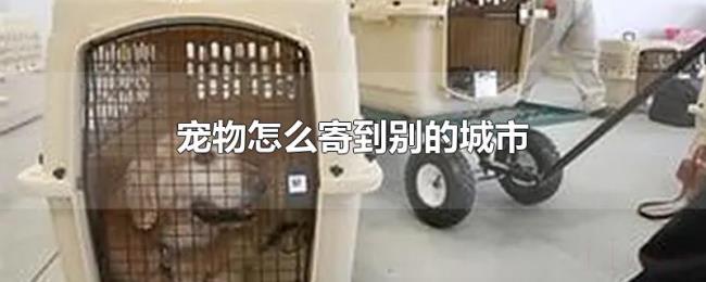 宠物怎么寄到别的城市 宠物怎么寄到别的城市