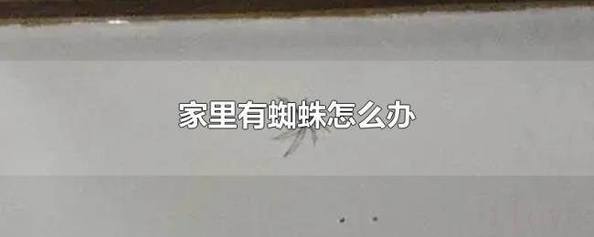 家里有蜘蛛怎么办 家里有蜘蛛怎么办