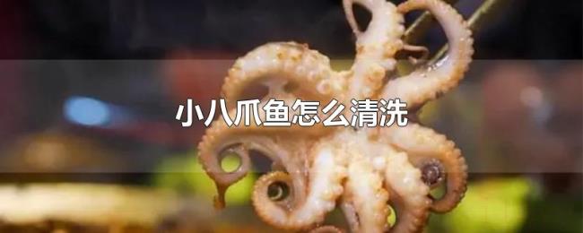 小八爪鱼怎么清洗 小八爪鱼怎么清洗