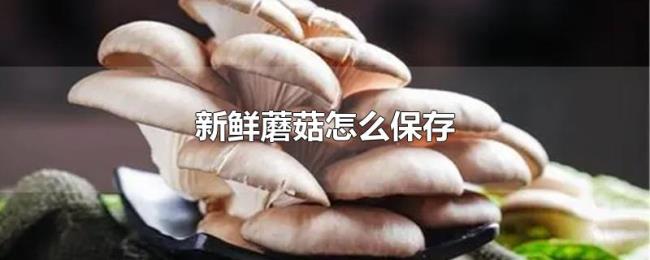 新鲜蘑菇怎么保存